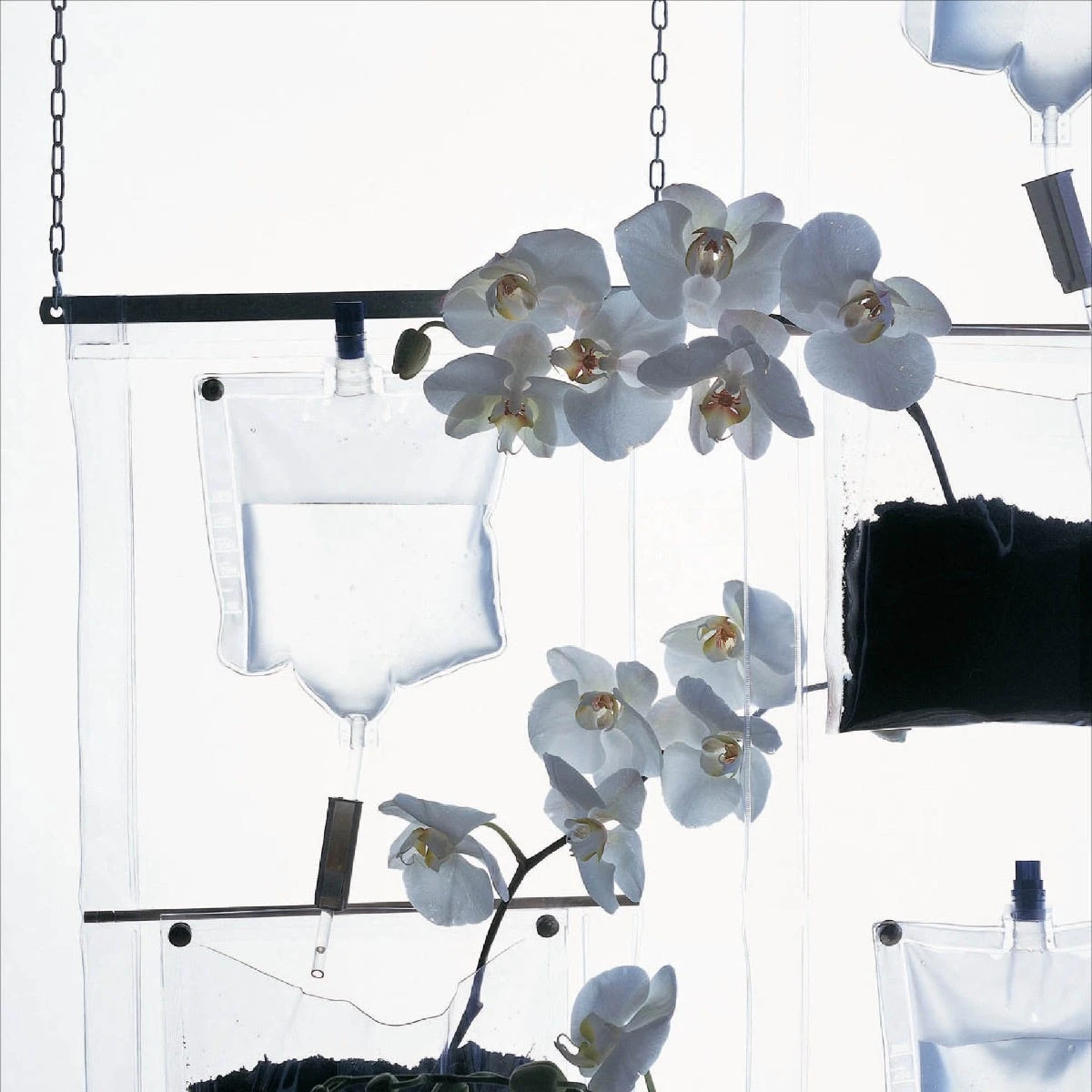 ERBALE 5 ERBALE - immagine 3